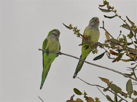 The Online Zoo - Monk Parakeet