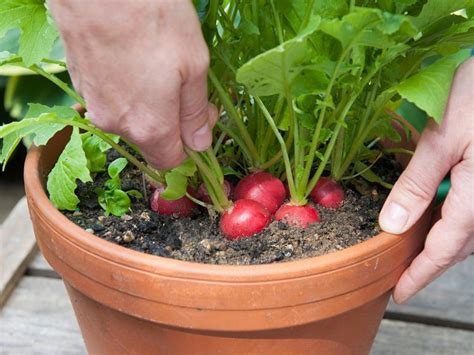 11 Fruits et légumes faciles à cultiver en pots Jardin de Grand Meres