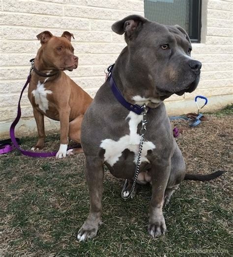 Grey american pitbull terrier - detectivemzaer