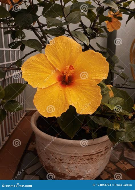 Hibiscus Flower- Brazil stock photo. Image of hibisco - 174043774