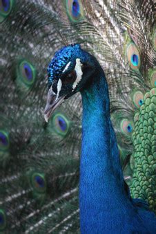 Bildet natur fugl vinge dyreliv grønn nebb fauna nærbilde