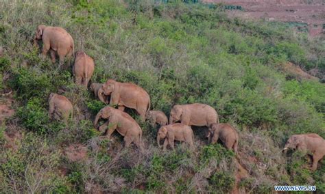 Migrating Elephants Linger In Dalongtan Township Sw China Global Times