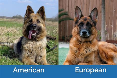 American Vs European German Shepherds Whats The Difference With