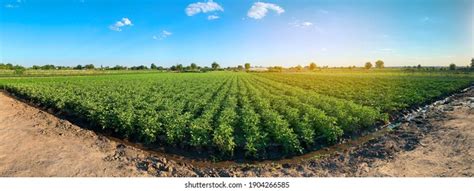 Panoramic Photo Beautiful Agricultural View Potato Stock Photo ...