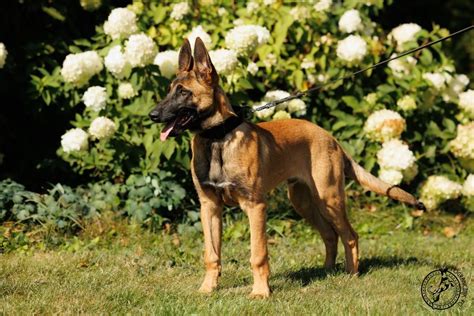 Owczarek Belgijski Malinois FCI Lipina OLX Pl