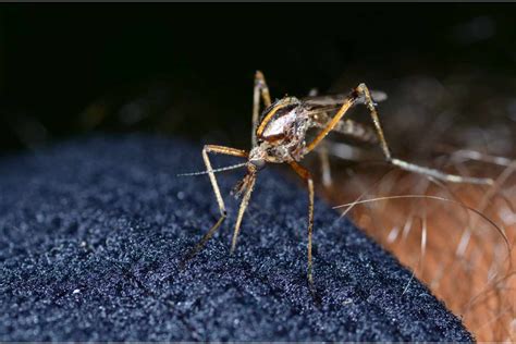 What Tones Draw In Mosquitoes To The Home