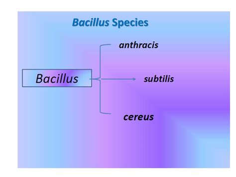 Solution Bacillus Species 2016 Studypool
