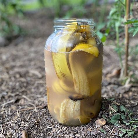 How To Make Banana Peel Fertilizer For The Garden Mama On The Homestead