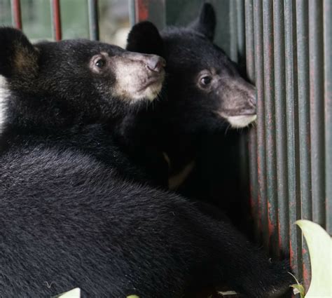 VIER PFOTEN rettet zwei Bärenjunge aus illegalem Wildtierhandel in