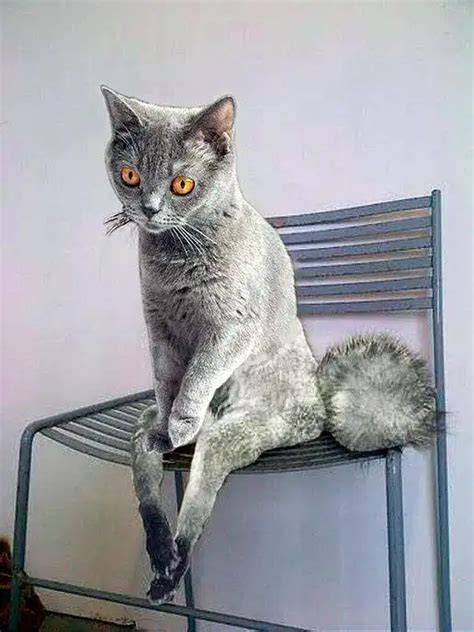 Упоротые коты | uCrazy.org