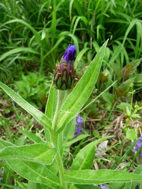 Photo Of The Bloom Of Mountain Cornflower Centaurea Montana Posted By