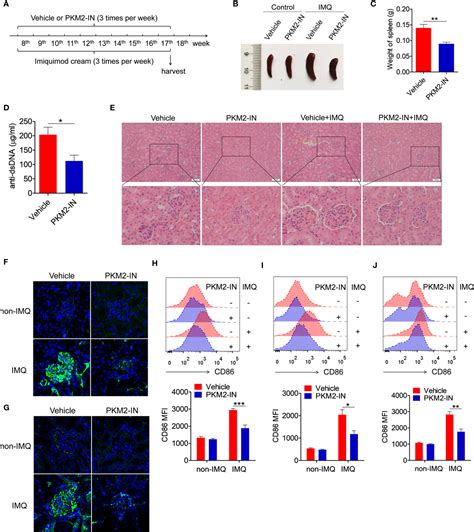 Frontiers Pyruvate Kinase M2 Contributes To Tlr Mediated Inflammation