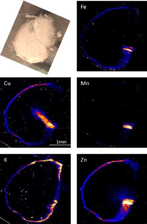 Xrf Elemental Maps Of A Cross Section Of A Barley Sample Ventral Side