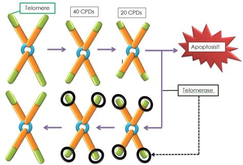 Telomeres And Telomerase Possible Roles In Aging And Cancer Owlcation