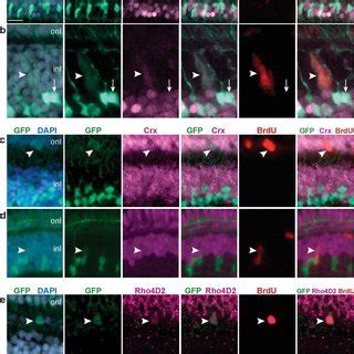 Gfp Progenitors Express Neuronal And Photoreceptor Markers A E