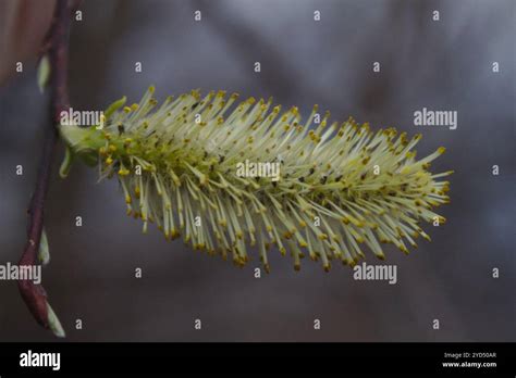 Pussy Willow Salix Discolor Stock Photo Alamy