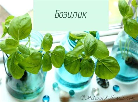 12 волшебных трав, которые можно выращивать в обычной банке с водой ...