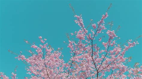A pink flowered tree with a blue sky in the background photo – Free