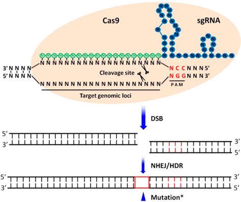 Schematic Illustration Of The Crispr Cas System Structure And