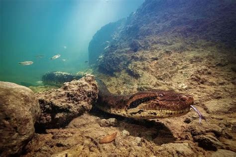 Sucuri Gigante Que Ficou Famosa Em V Deo De Bi Logo Encontrada Morta