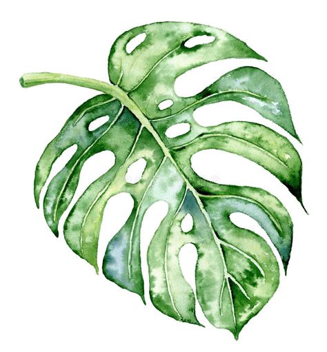 Le Monstera D Aquarelle Laisse L Ensemble Illustration De Plante