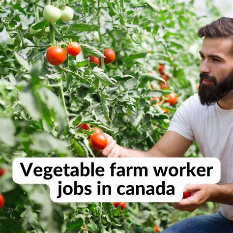 Vegetable Farm Worker Jobs In Canada LMIA Apply Now