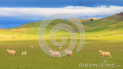 Group Of Sheep At Rolling Hills New Zealand Royalty Free Stock Photo