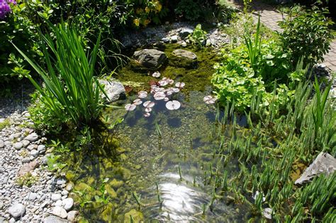 Mit Verschiedenen Teichpflanzen Zu Einem Gesunden Gartenteich