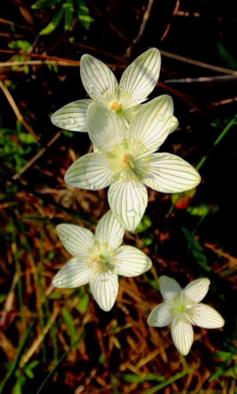 Plants Amaze Me: Orchids, Gentians, and more from September in Michigan