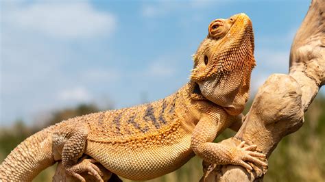 Top 10 Most Interesting Lizard Facts - PetSpot