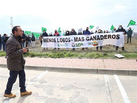 ASAJA UPA Y COAG Denuncian Que El Lobo Va A Tener Derechos Para