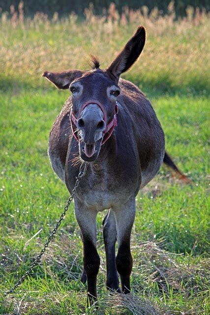 Más De 6 000 Imágenes Gratis De Orejas De Burro Y Burro Pixabay