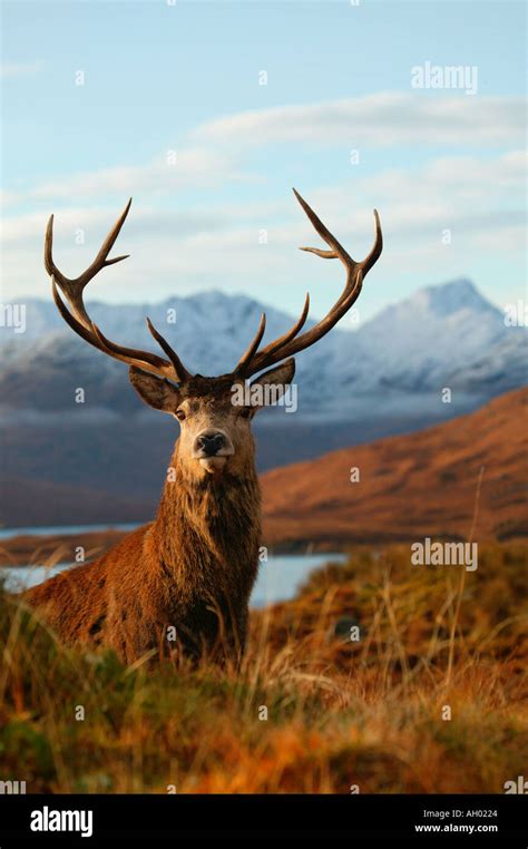 Wild Red Deer Stag Cervus Elephus With Snowy Mountain Background