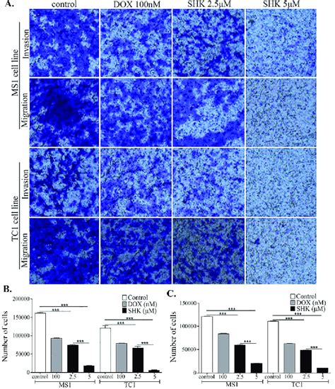 The Effects Of Shikonin Shk On The Tumor Cells Migration And Invasion