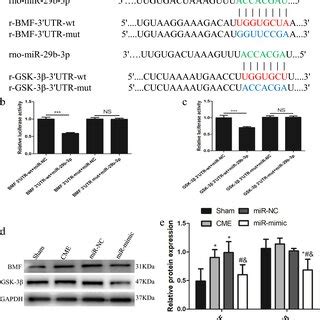 miR 29b 3p directly targets the 3UTR of BMF and GSK 3β for repression