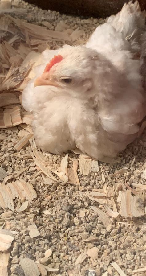 One Of Our Chicks That Are About Five Weeks Old Seems To Be Trying To