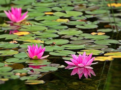 Free Stock Photo Of Pink Water Lilies Blooming In A Tranquil Pond