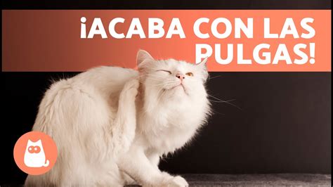 C Mo Deshacerse De Las Pulgas En Perros Y Gatos