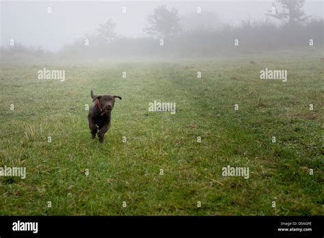 14 Week Old Chocolate Labrador Puppy Stock Photo Alamy