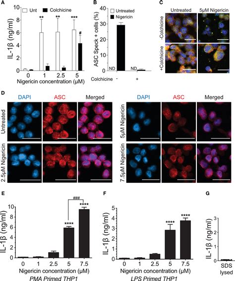 Frontiers The ASC Speck And NLRP3 Inflammasome Function Are Spatially