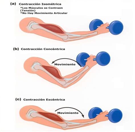 CONTRACCIÓN MUSCULAR Conoce los tipos y su mecanismo Salud Diez