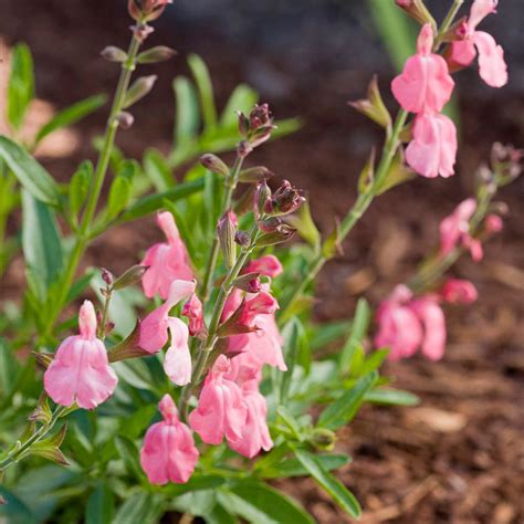 Low Water Flowering Shrubs Sunset Magazine