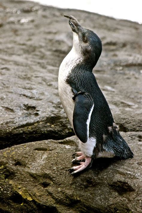 Little Blue Penguin in New Zealand. Photograph by María Sofía Sergi ...