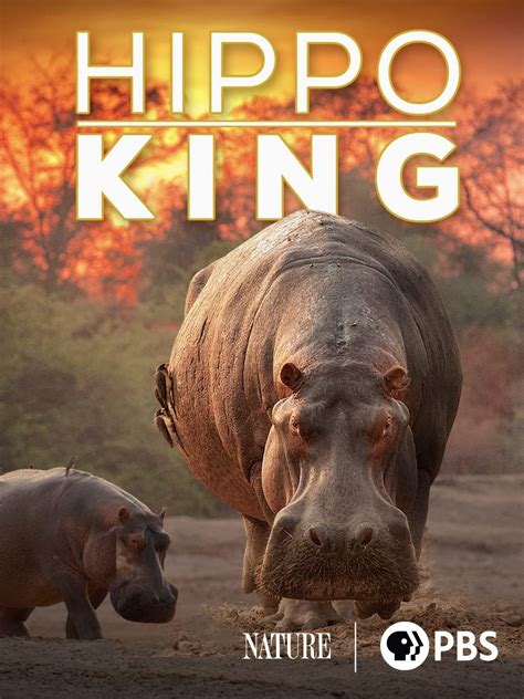 Hippo King 2022 Posters — The Movie Database Tmdb