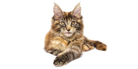 Maine Coon Cat 6 Months Old Psq