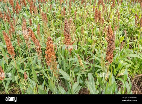 Sorghum field Stock Photo - Alamy