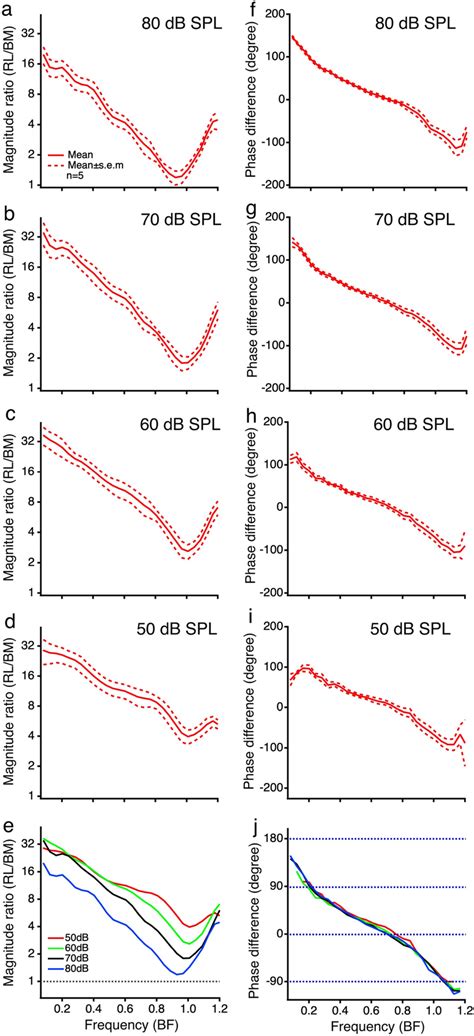 The Magnitude And Phase Differences Between The Reticular Lamina And