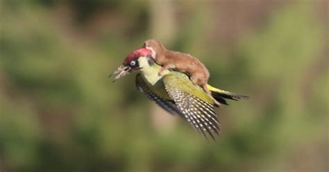 This Baby Weasel Hitching A Ride On A Woodpecker Looks Like Something