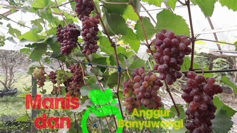 Anggur Jupiter Ii Foundation Pruning Youtube