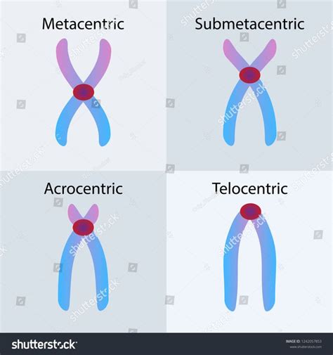 Centromere Types